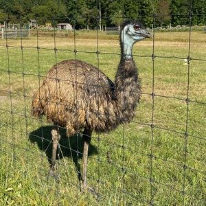 Meet your Posher, ChicSapphire